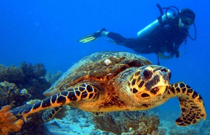 Plongée et snorkeling