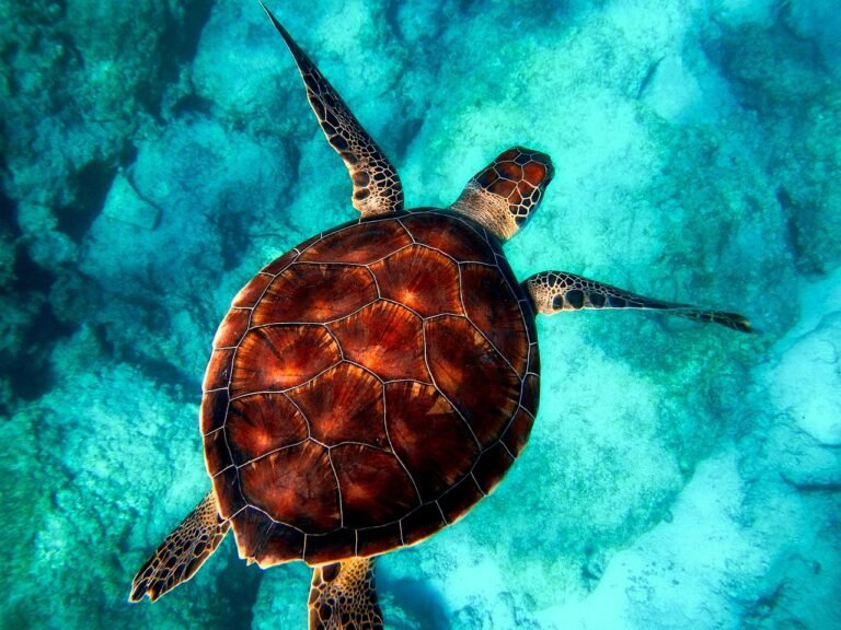 Diving & Snorkeling